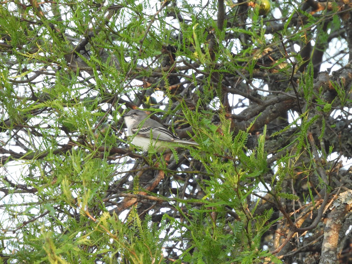 Suiriri Flycatcher - ML644106162