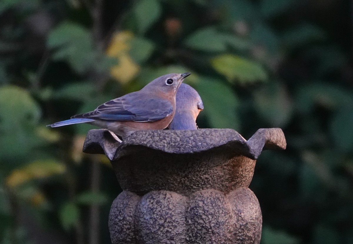 Eastern Bluebird - ML644106164