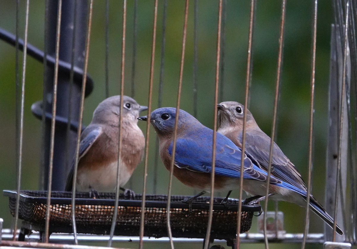 Eastern Bluebird - ML644106165