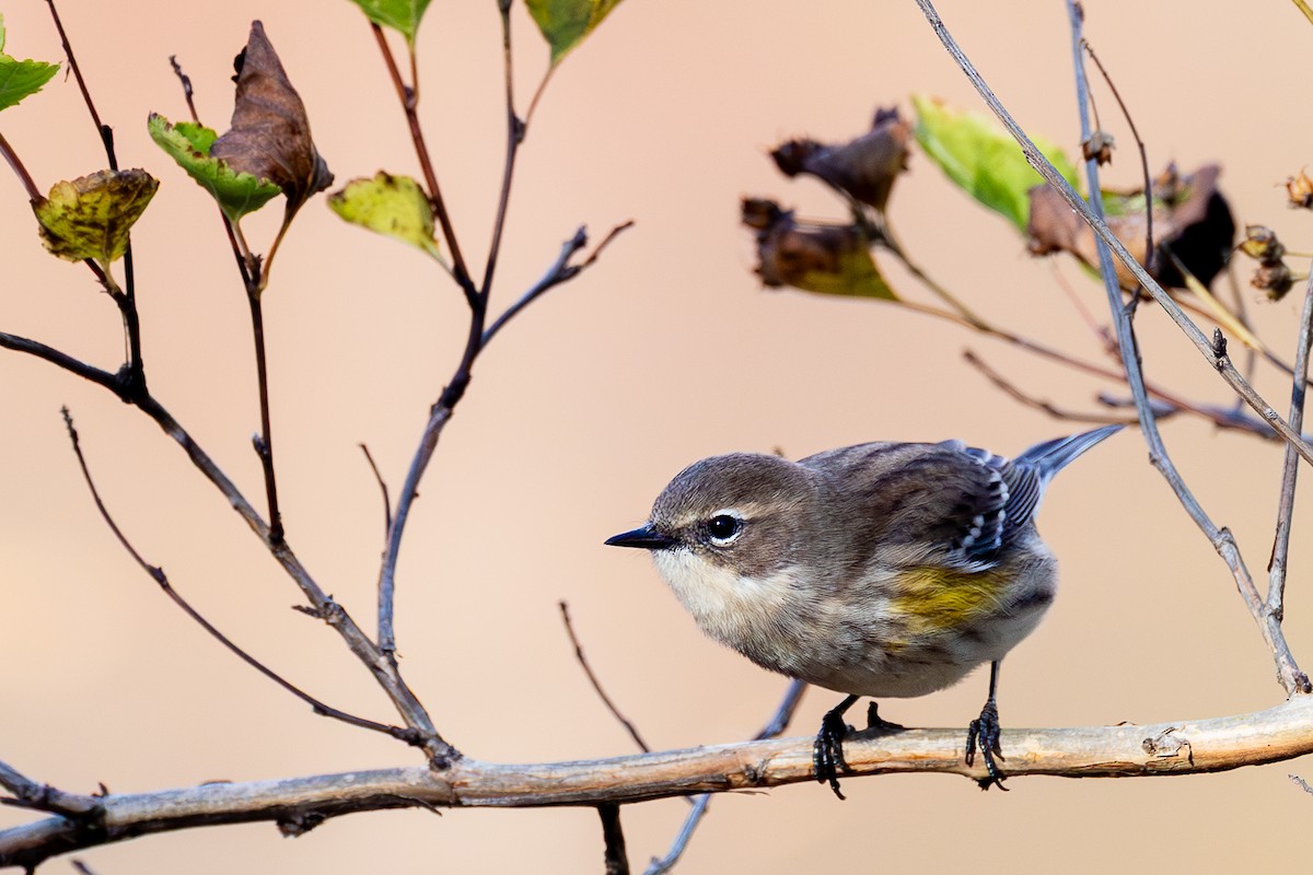 Yellow-rumped Warbler - ML644106168