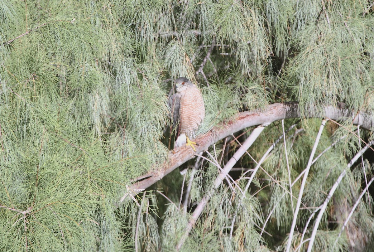 Sharp-shinned/Cooper's Hawk - ML644106184