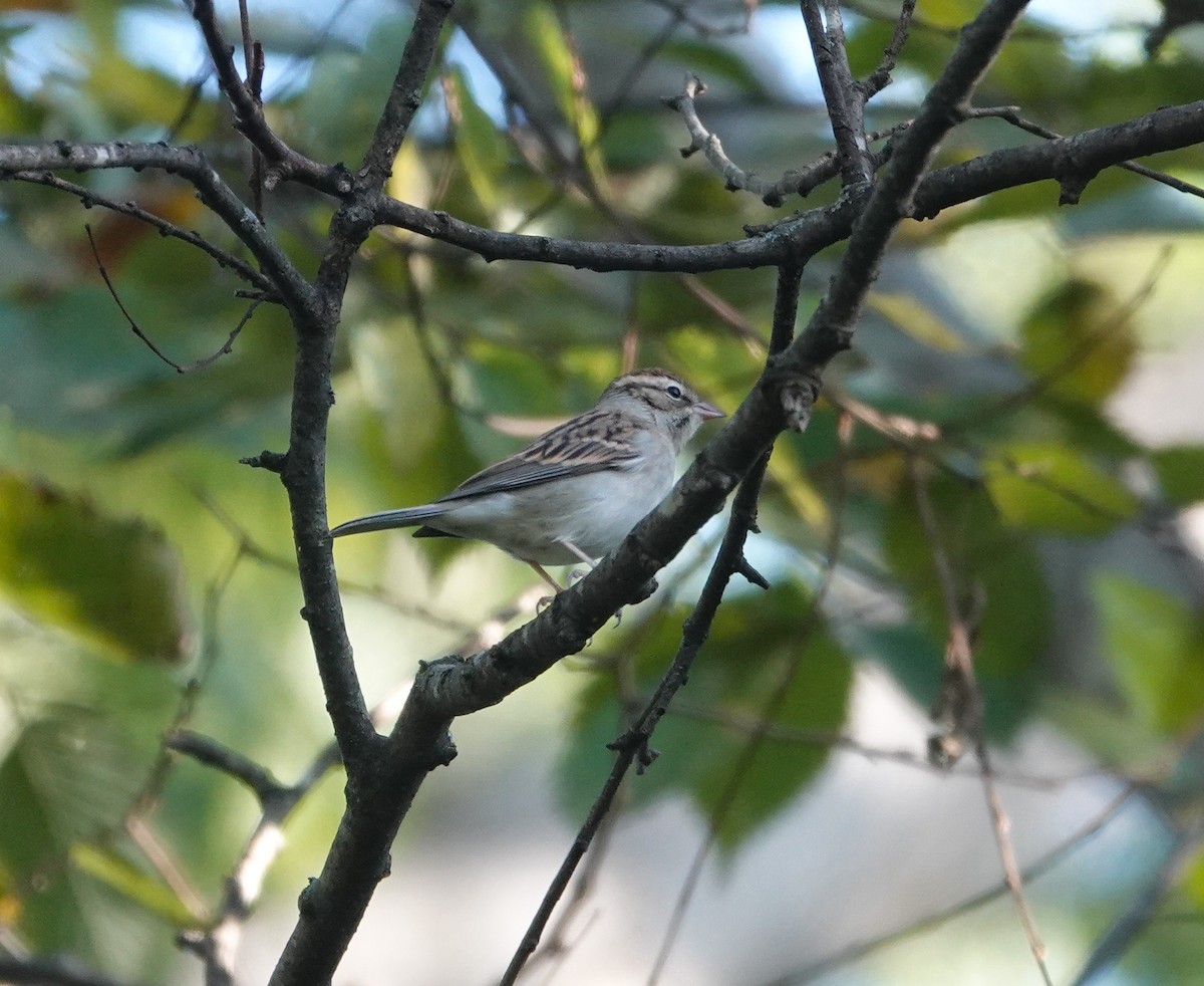 Chipping Sparrow - ML644106193
