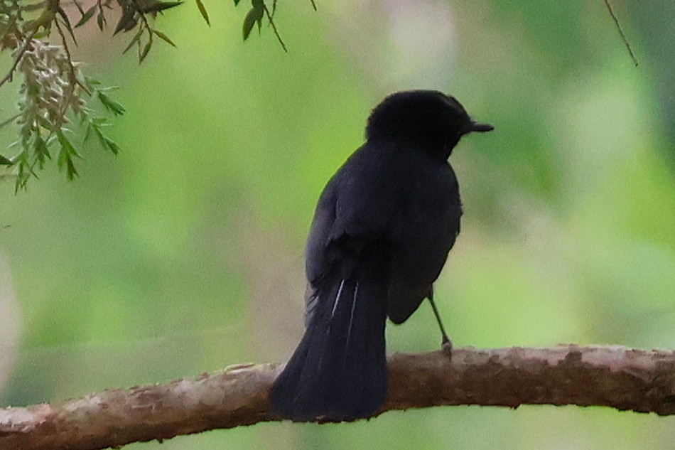 Willie-wagtail - ML644106198