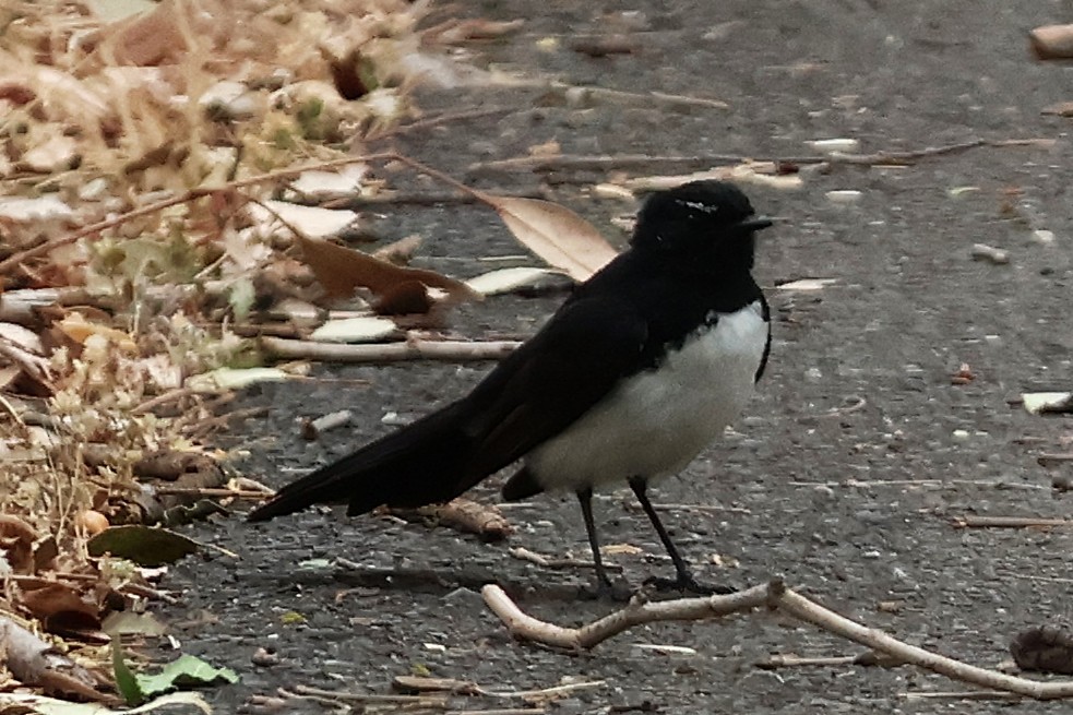 Willie-wagtail - ML644106199