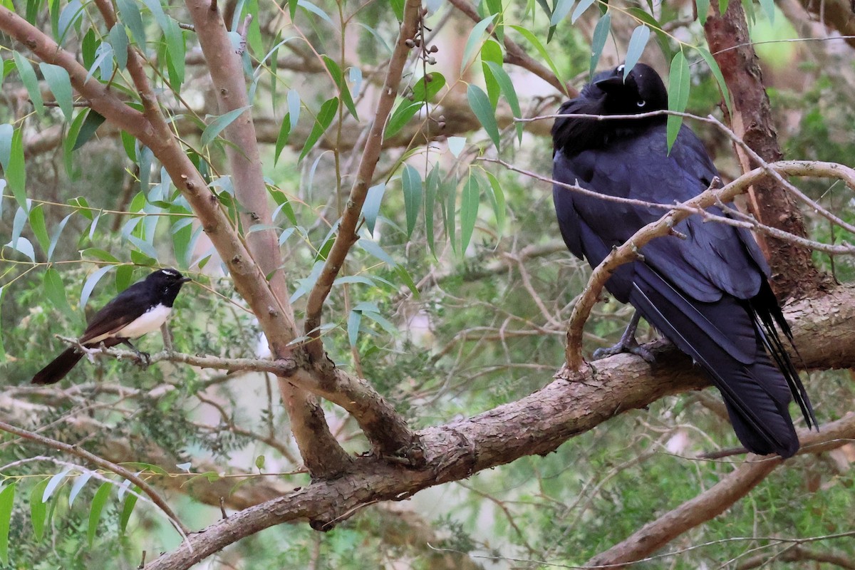 Willie-wagtail - ML644106200
