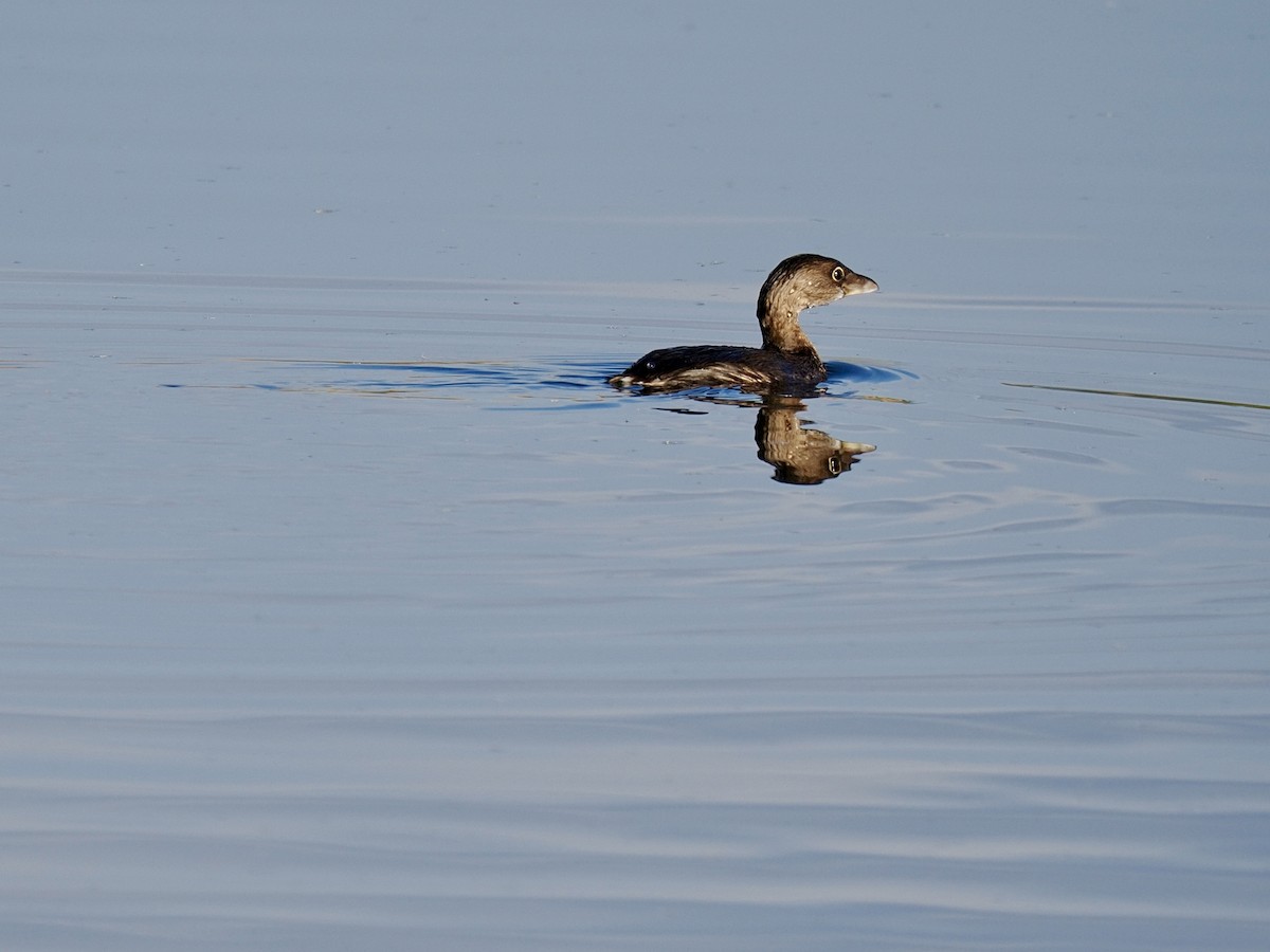 Pied-billed Grebe - ML644106203