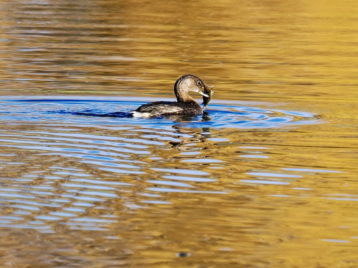Pied-billed Grebe - ML644106204