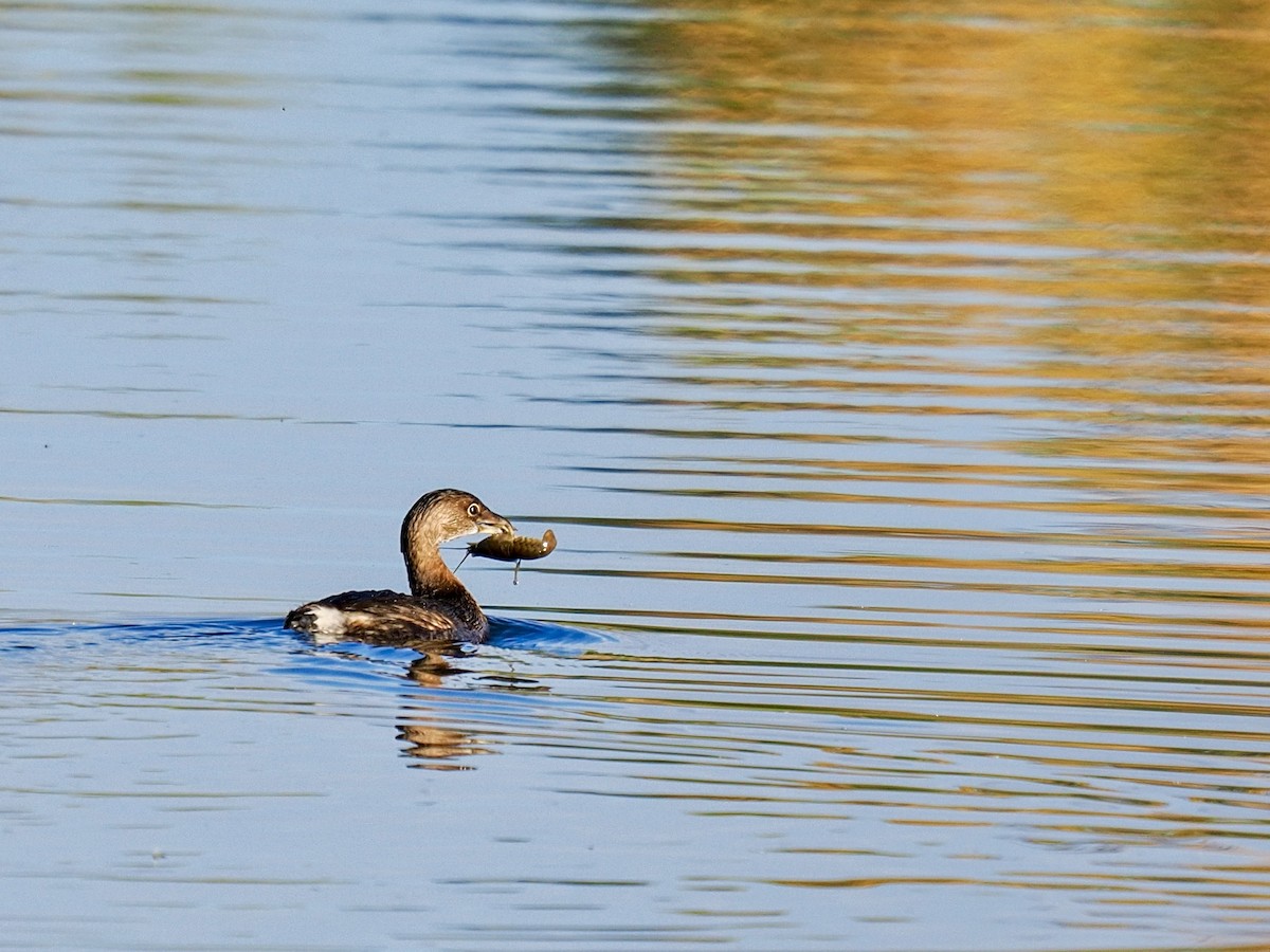 Pied-billed Grebe - ML644106205