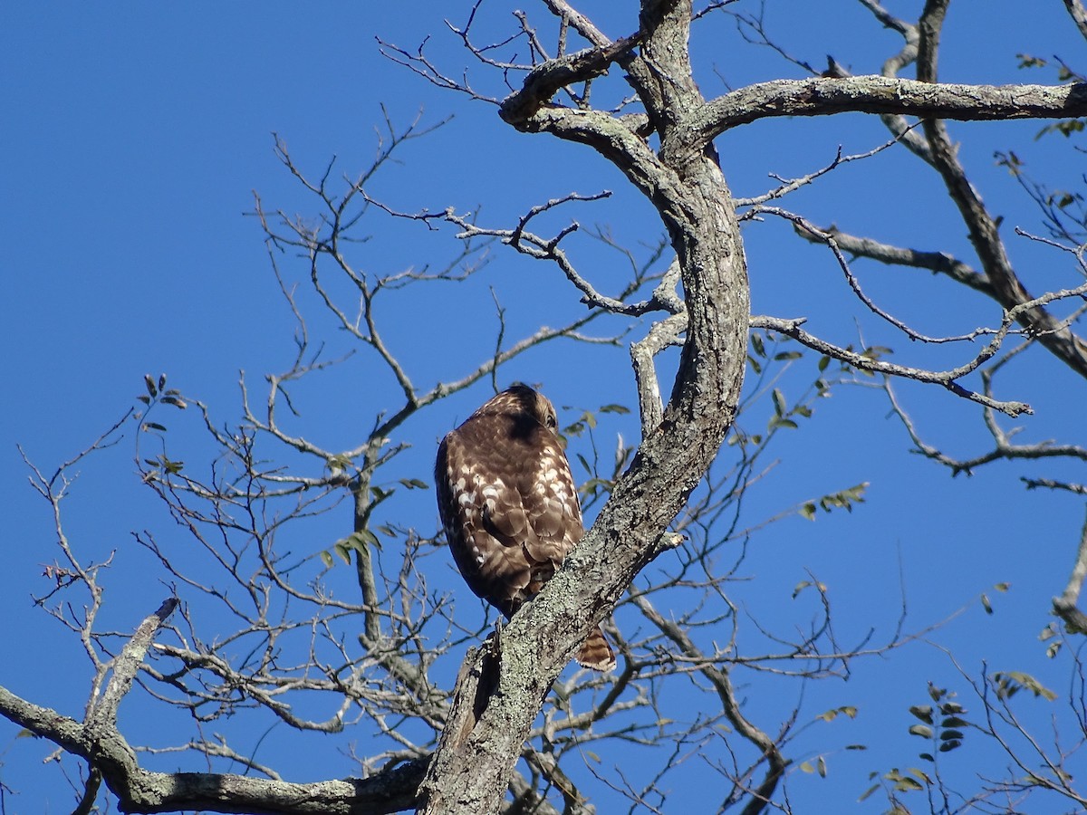 Red-tailed Hawk - ML644106208