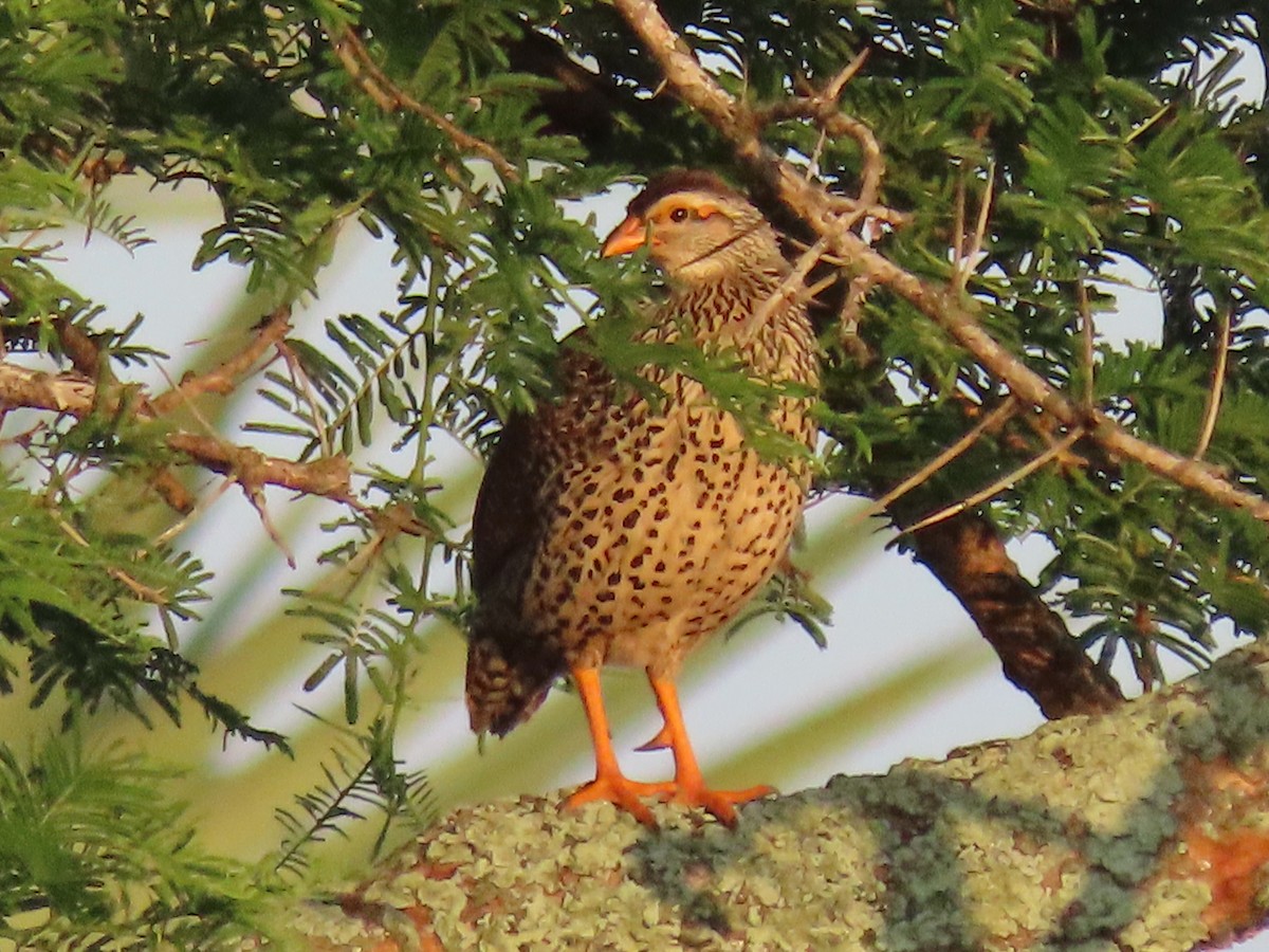 Francolin à bec jaune - ML644106210