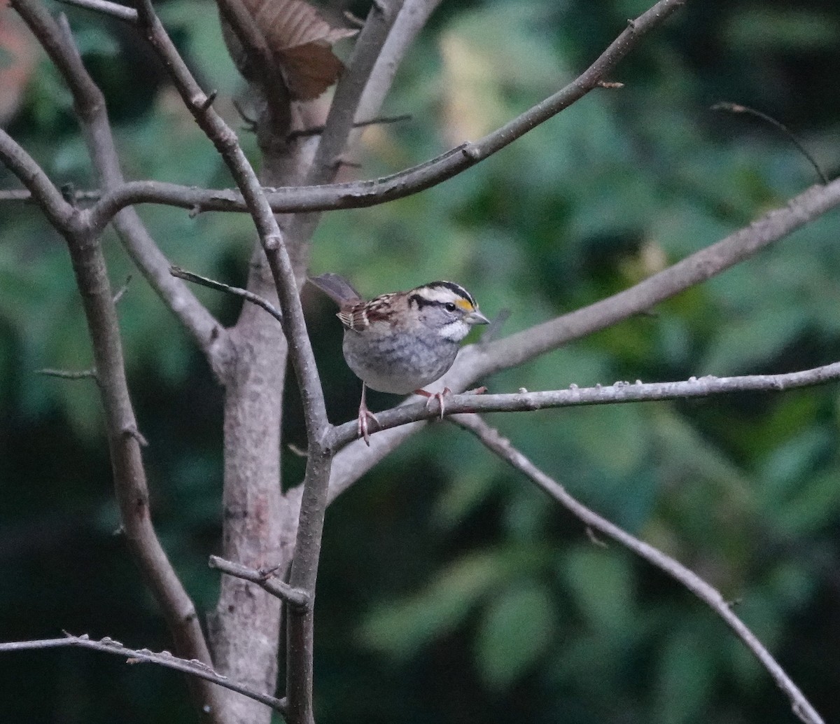 White-throated Sparrow - ML644106216