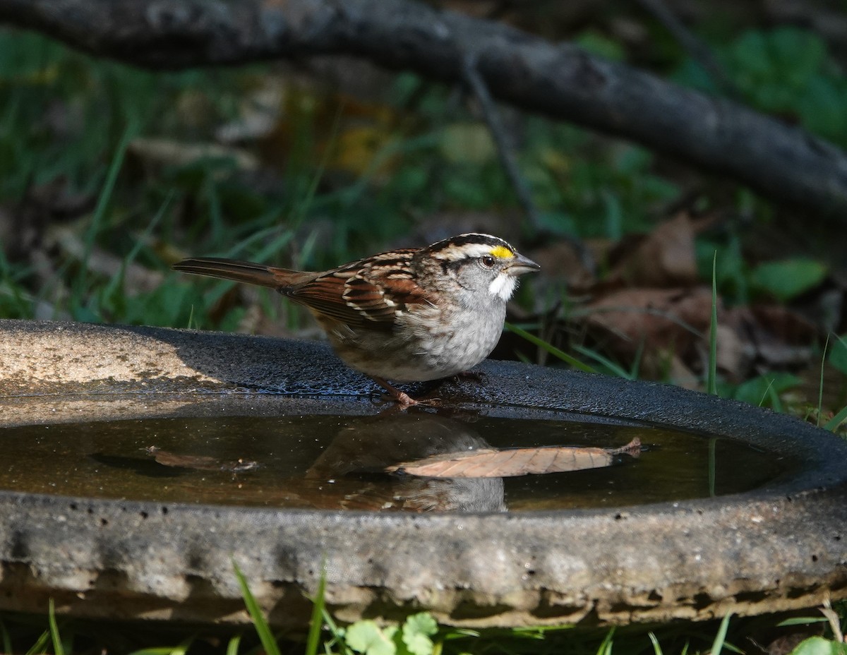 White-throated Sparrow - ML644106217