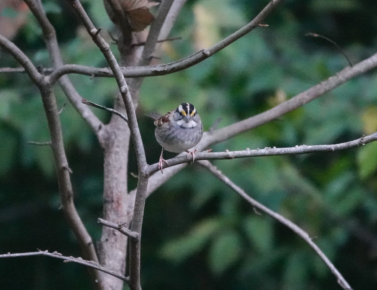 White-throated Sparrow - ML644106218