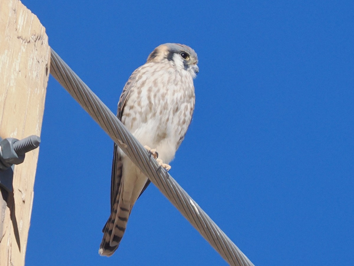 American Kestrel - ML644106241