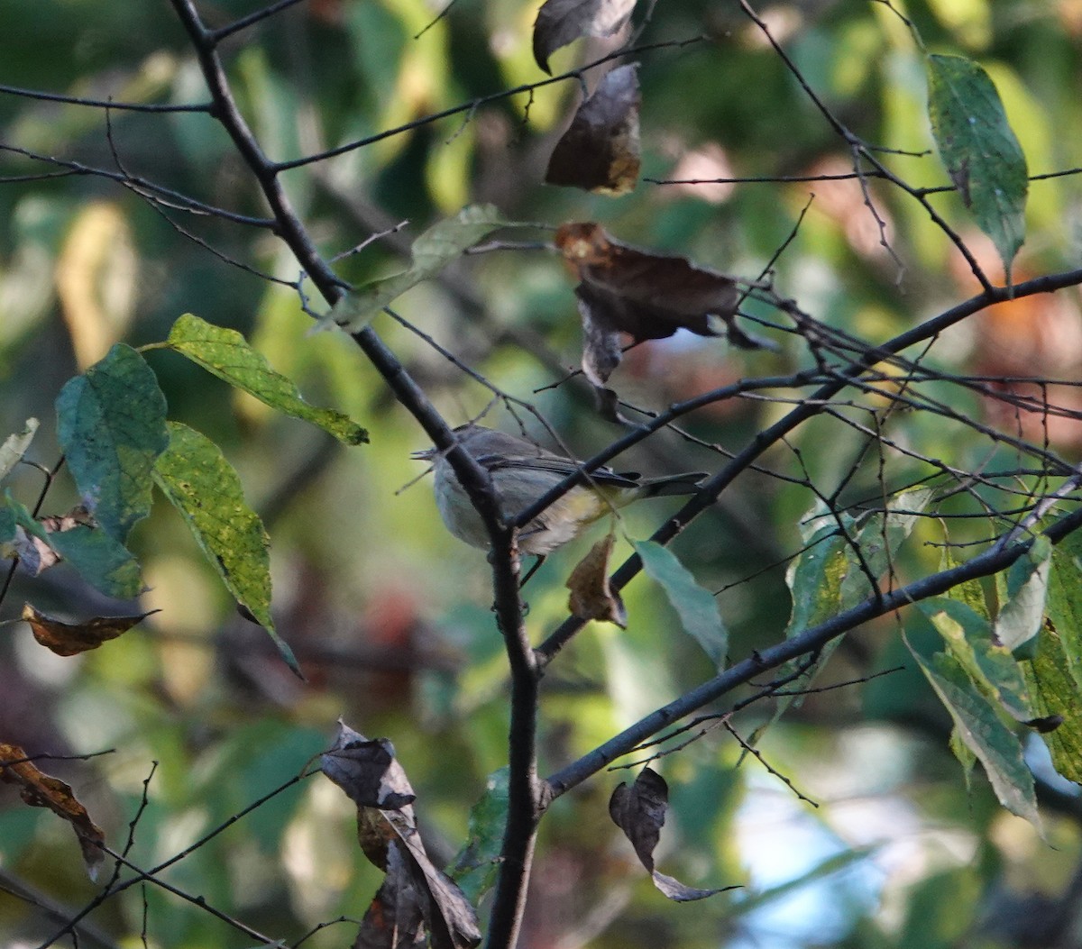 Palm Warbler - ML644106251