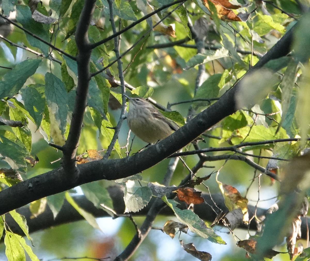 Palm Warbler - ML644106252