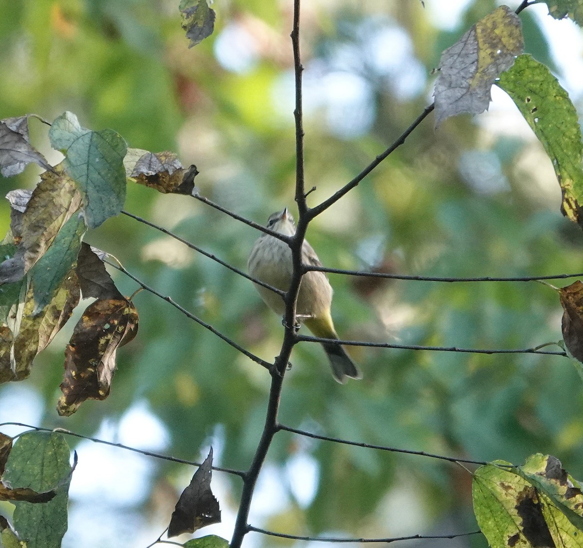 Palm Warbler - ML644106253