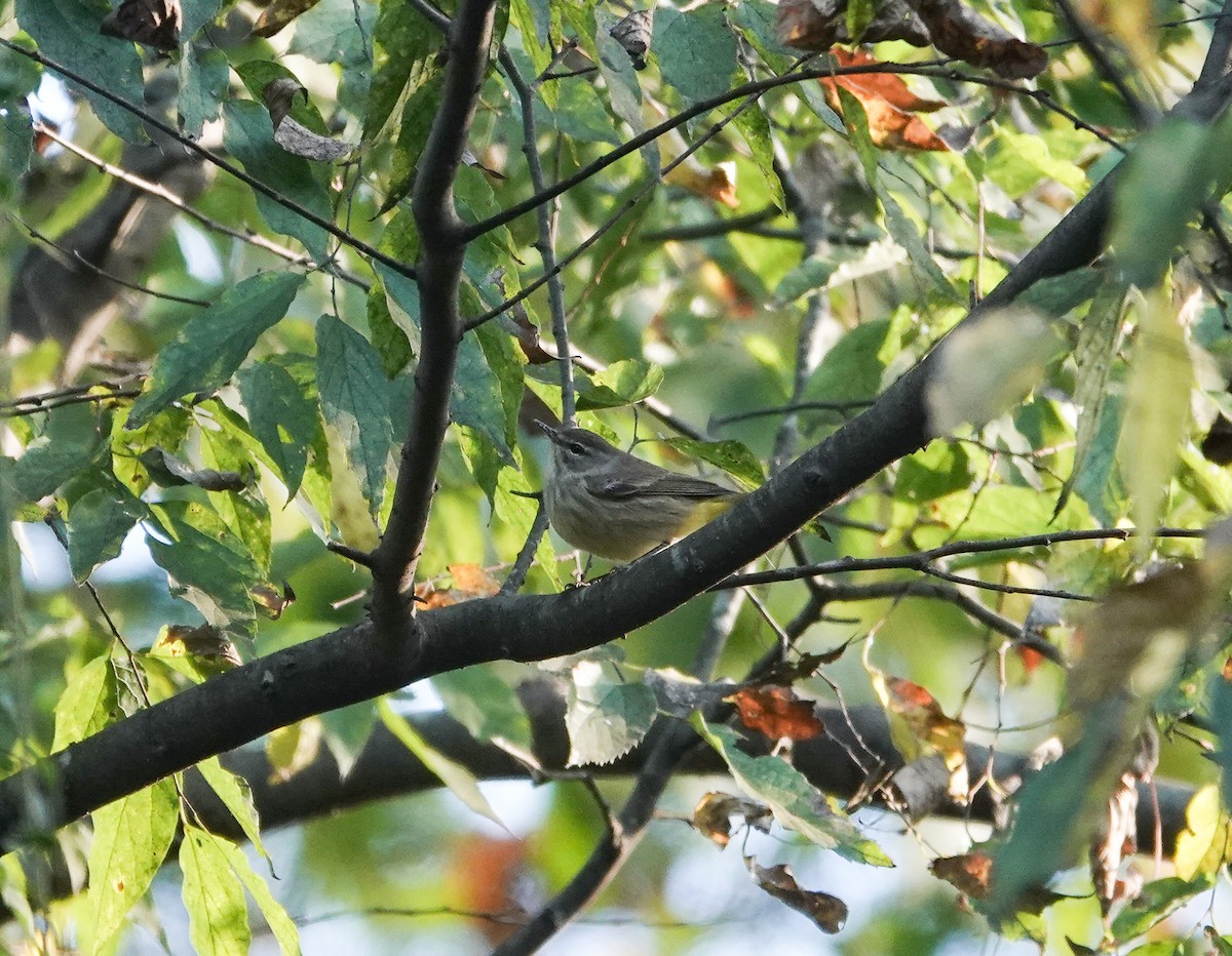 Palm Warbler - ML644106254