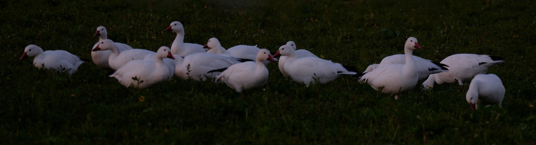 Цасны галуу - ML644106256