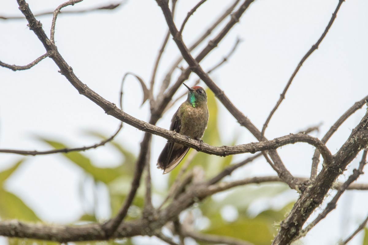 Rufous-capped Thornbill - ML644106268