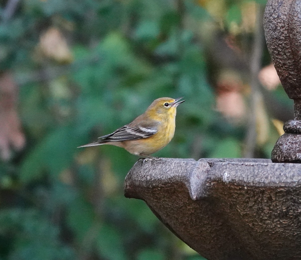 Pine Warbler - ML644106298