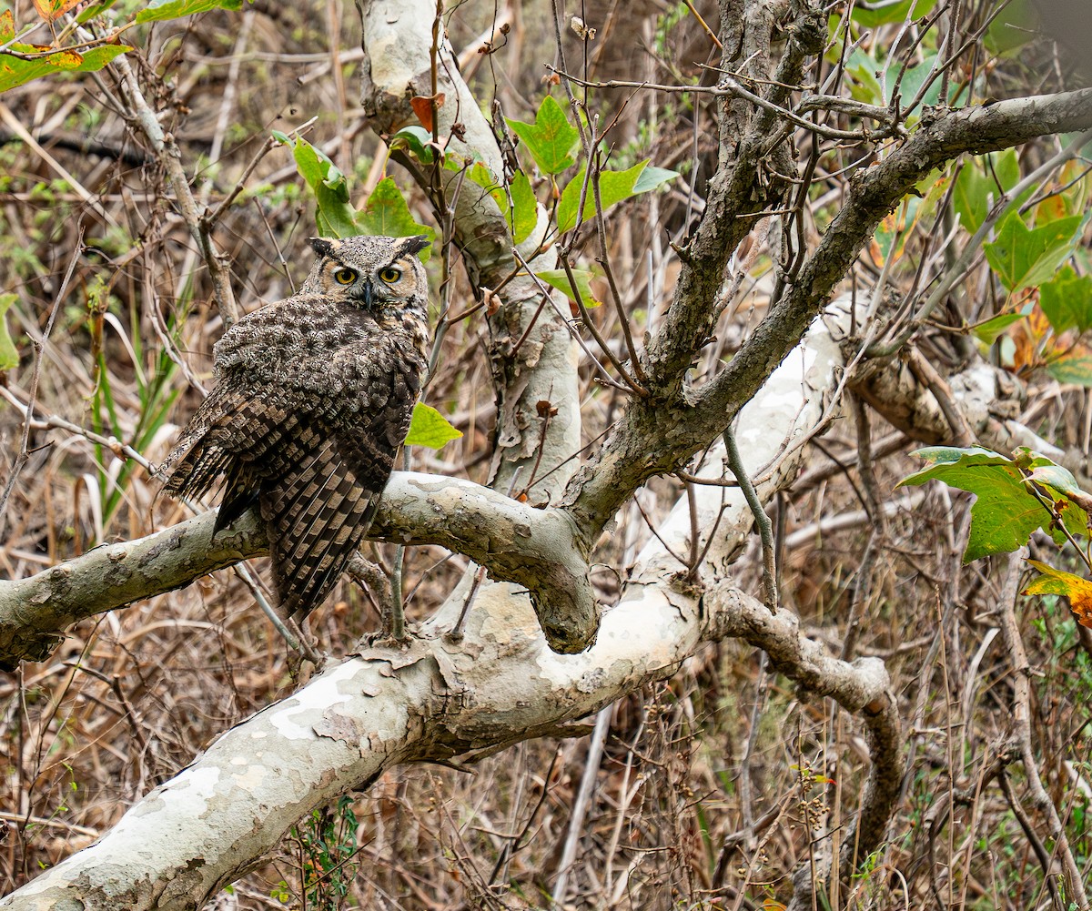 Great Horned Owl - ML644106304