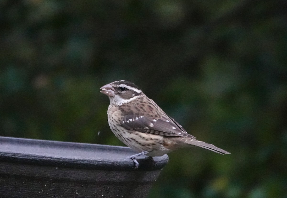 Rose-breasted Grosbeak - ML644106323