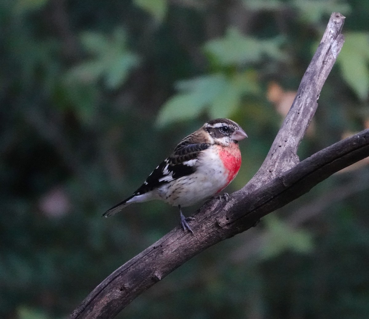 Rose-breasted Grosbeak - ML644106324