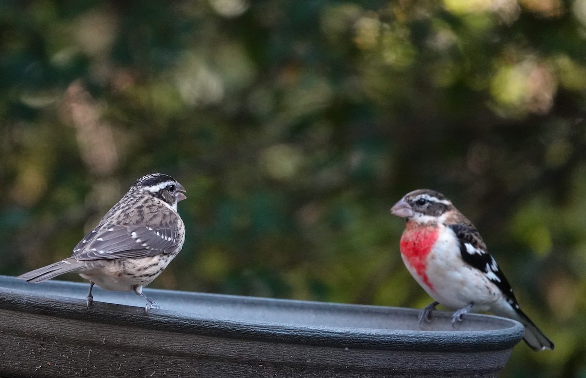 Rose-breasted Grosbeak - ML644106325