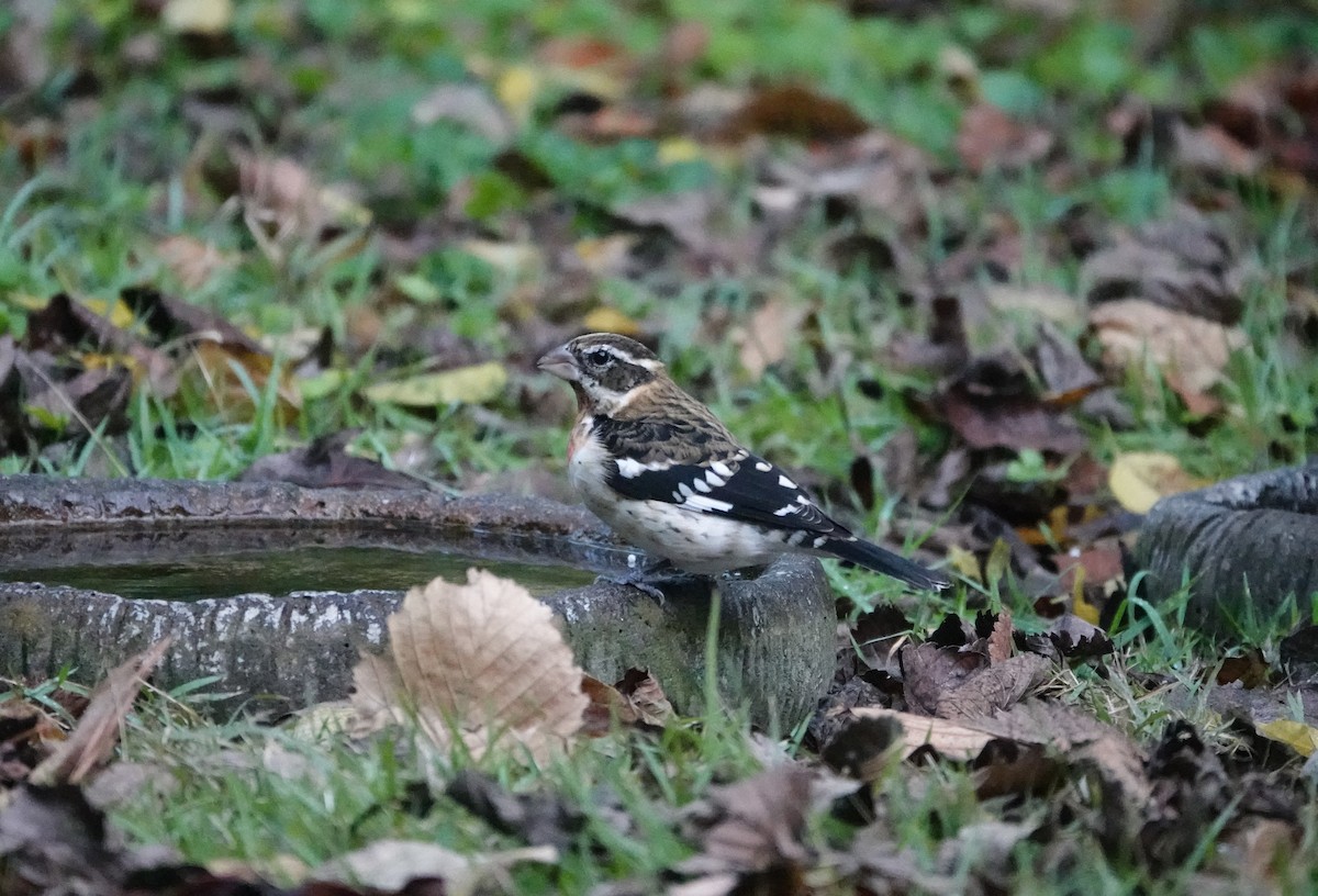 Rose-breasted Grosbeak - ML644106326