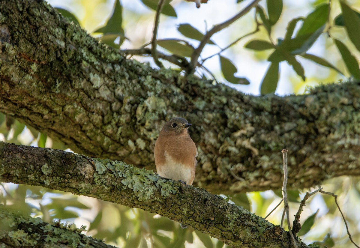 Eastern Bluebird - ML644106371