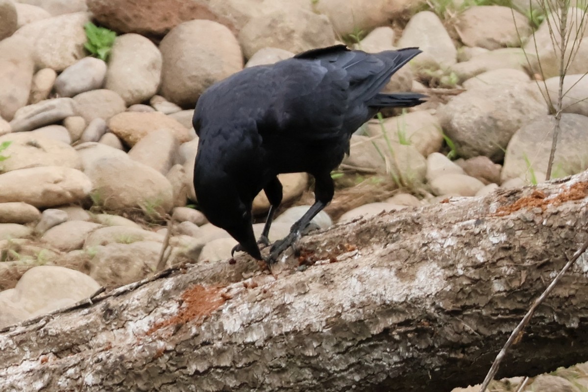Australian Raven - ML644106372