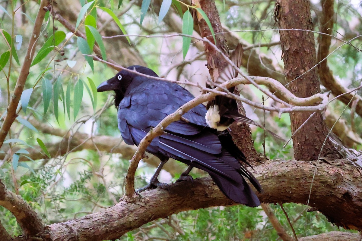 Australian Raven - ML644106373