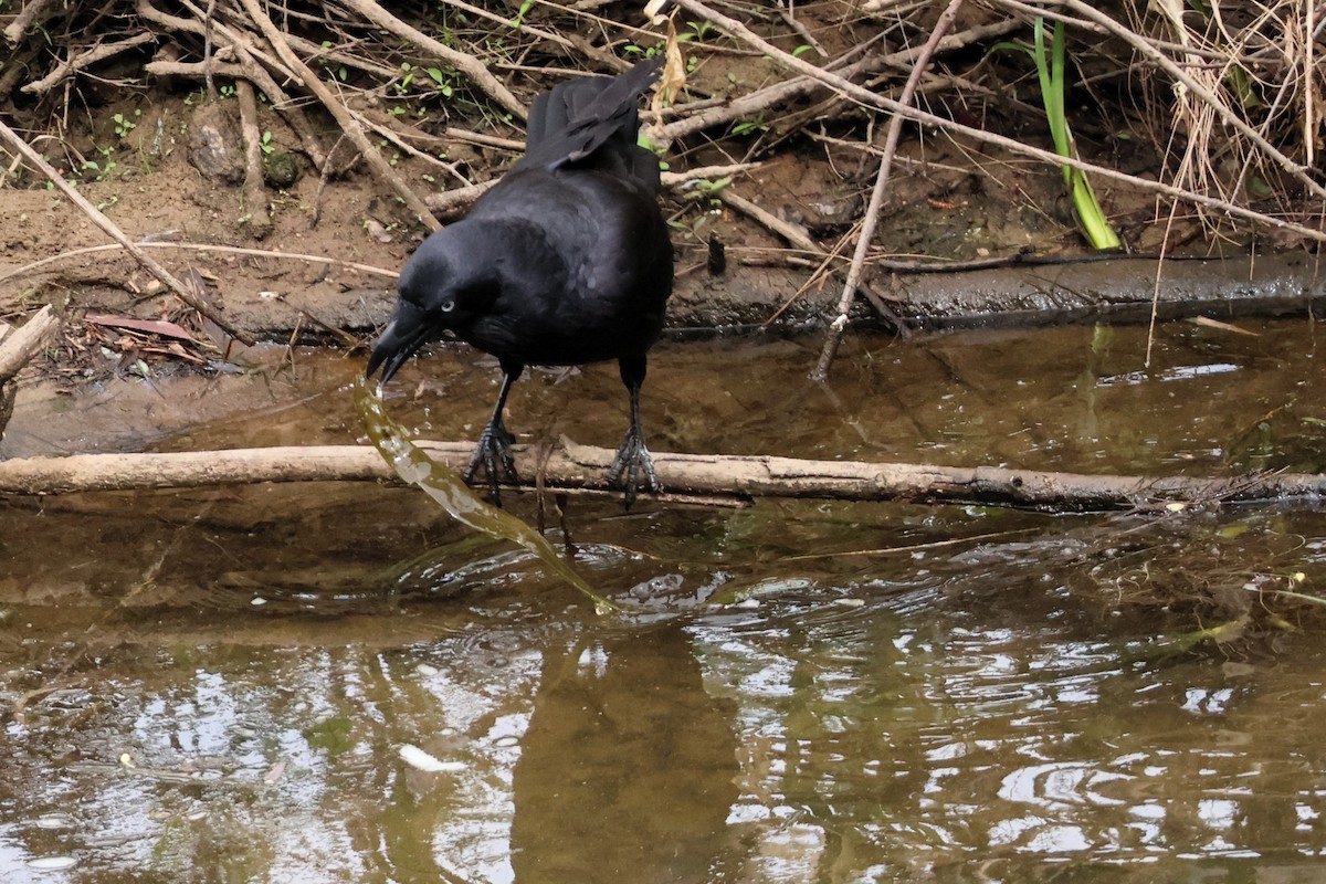 Australian Raven - ML644106374