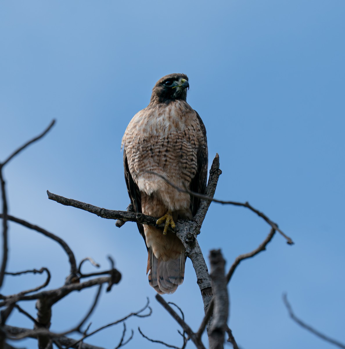 Red-tailed Hawk - ML644106387