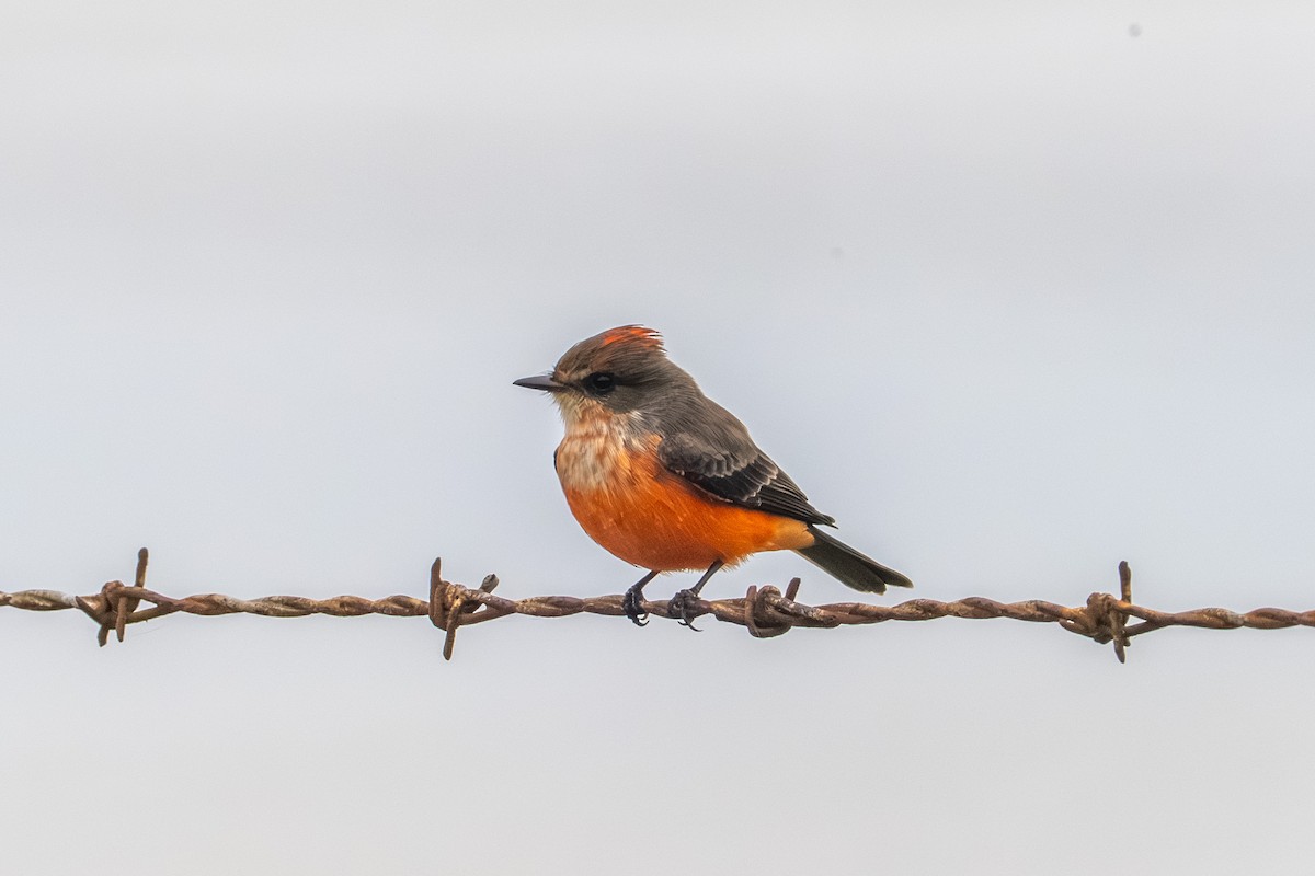 Vermilion Flycatcher - ML644106393
