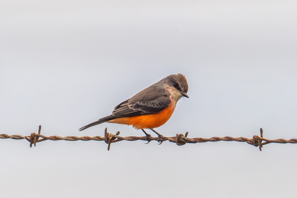 Vermilion Flycatcher - ML644106394