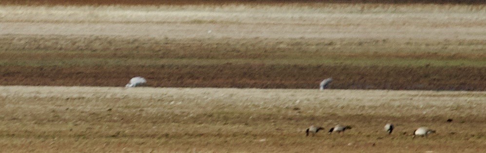 Sandhill Crane - ML644106395