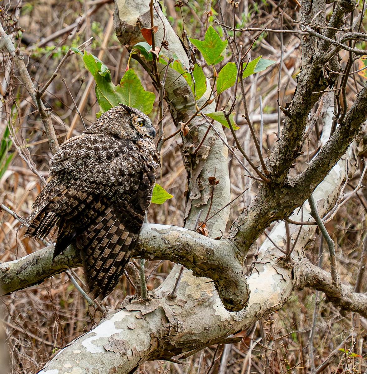 Great Horned Owl - ML644106398