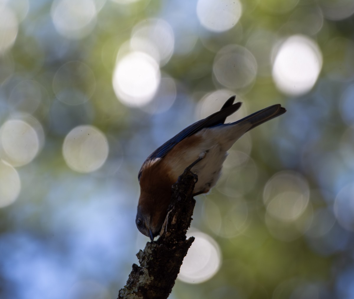 Eastern Bluebird - ML644106403