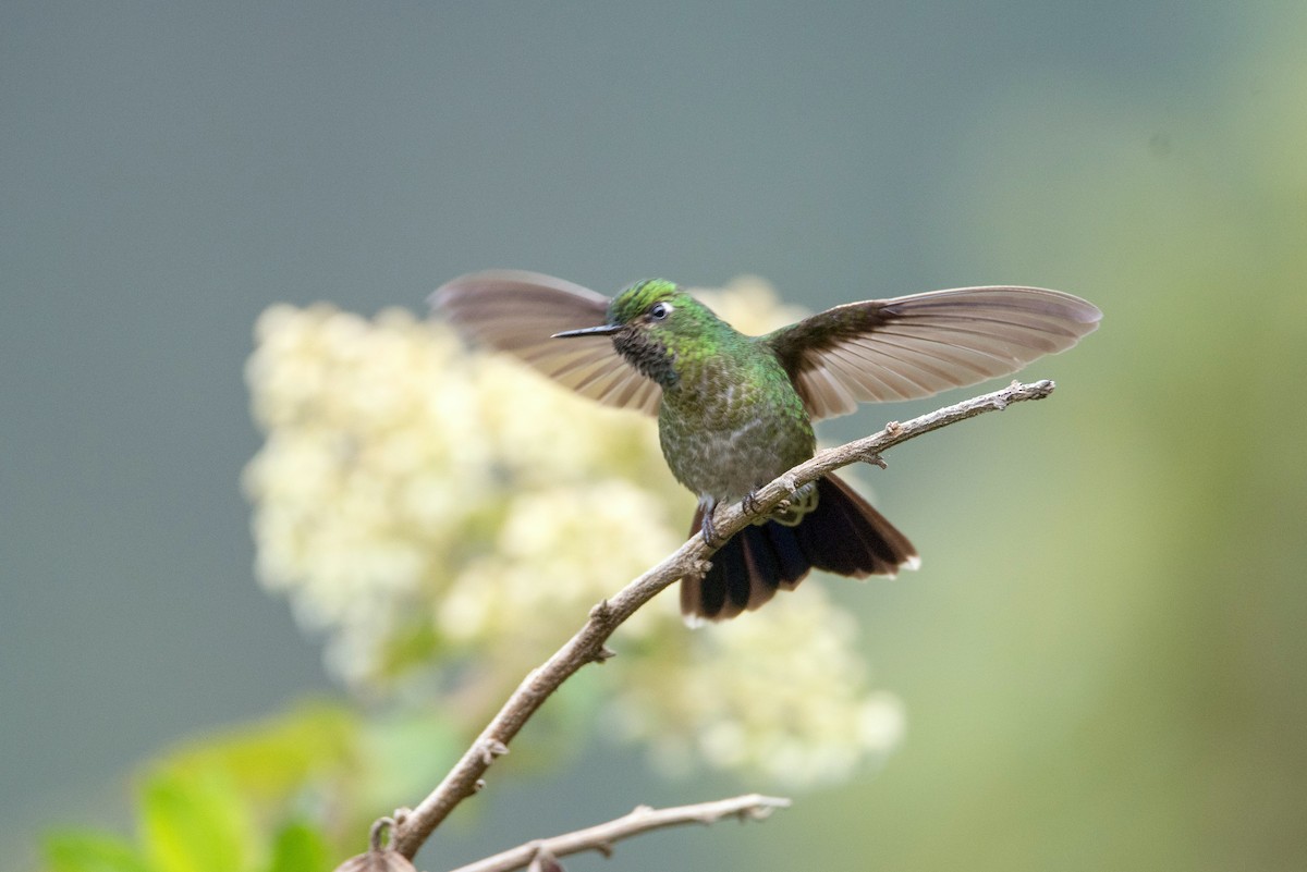 Tyrian Metaltail - ML644106406