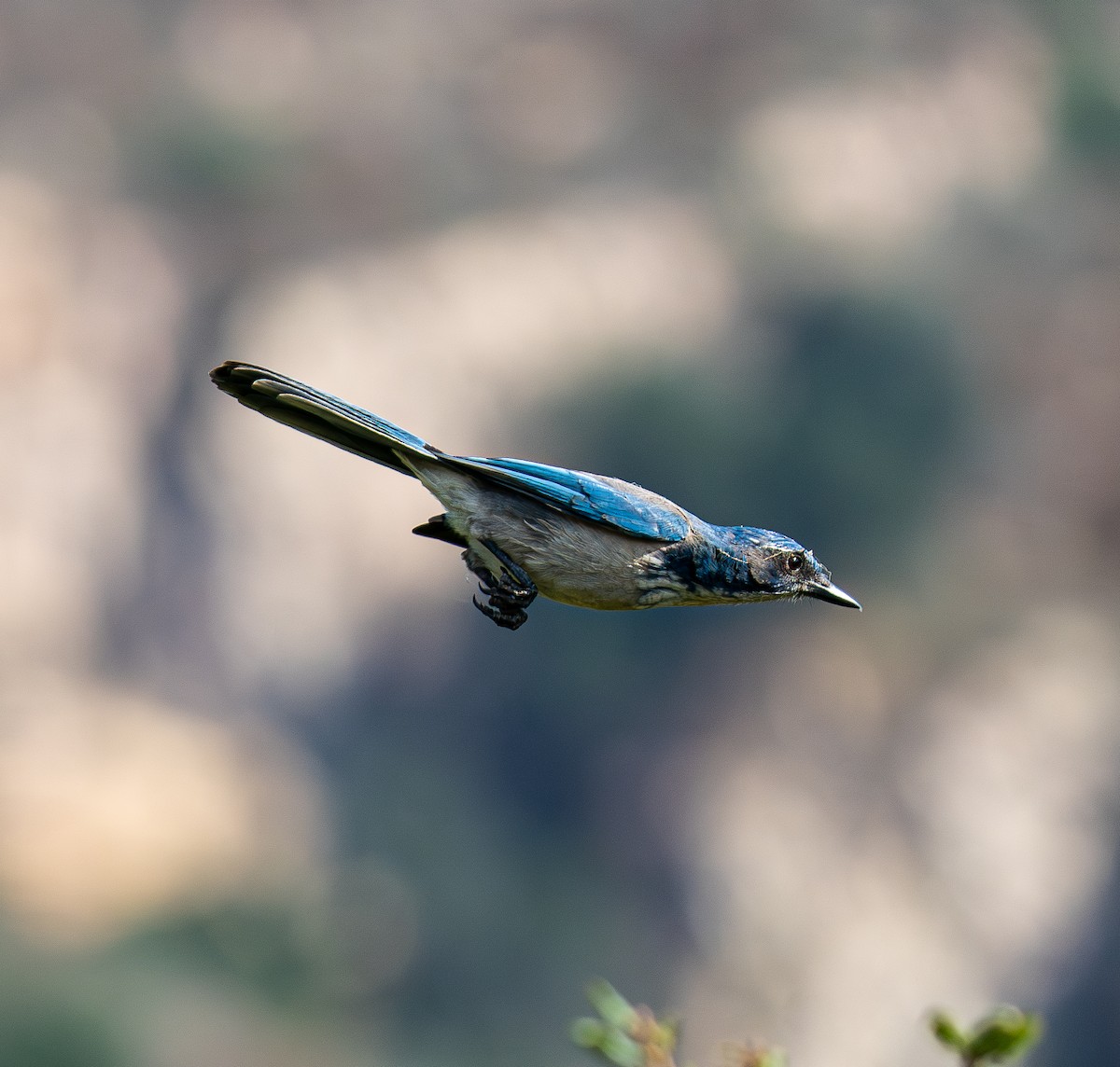California Scrub-Jay - ML644106407