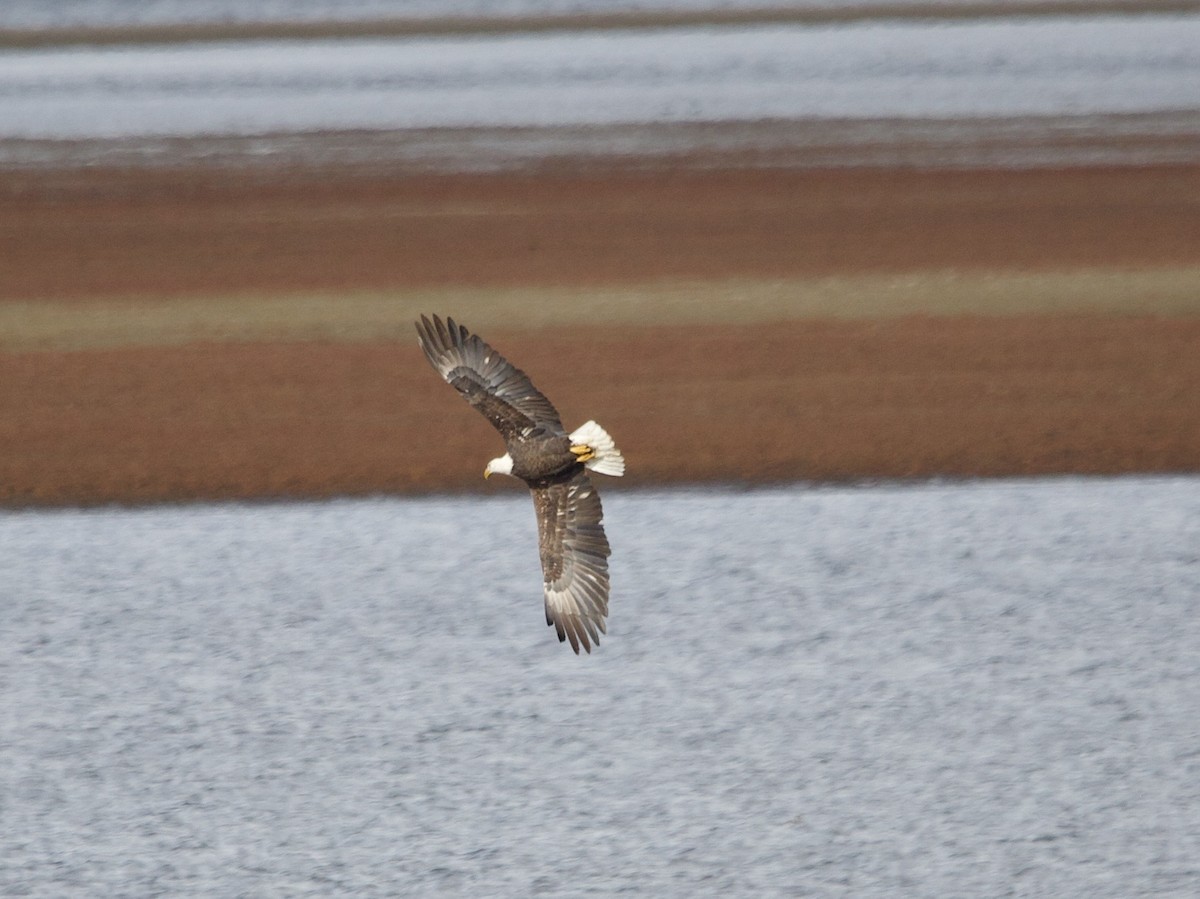 Bald Eagle - ML644106408