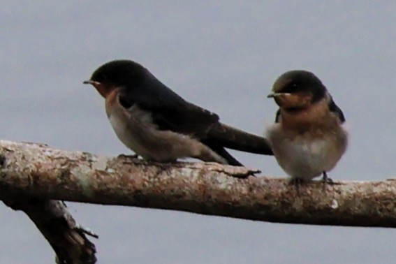 Welcome Swallow - ML644106409