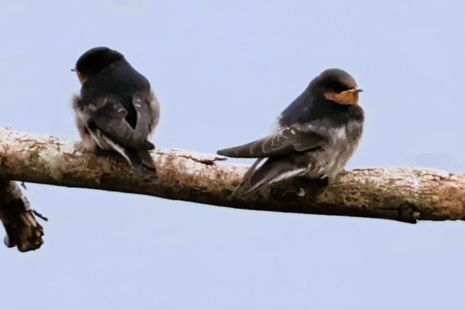 Welcome Swallow - ML644106410