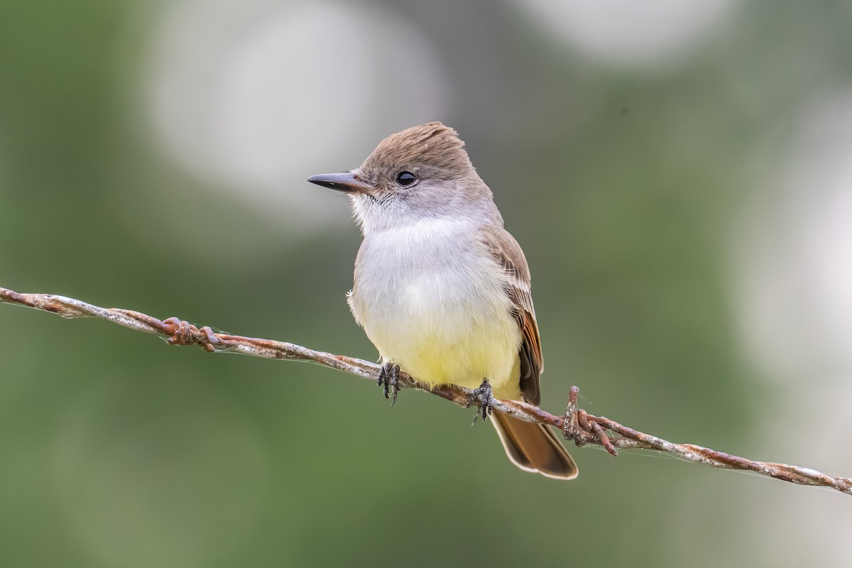 Ash-throated Flycatcher - ML644106411
