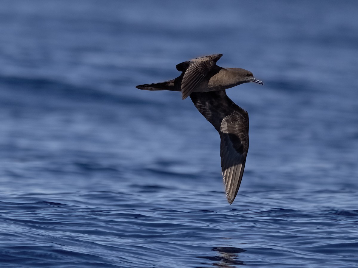 Wedge-tailed Shearwater - ML644106412
