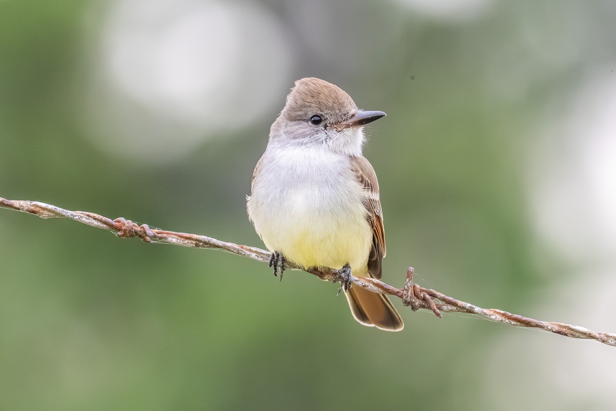 Ash-throated Flycatcher - ML644106420