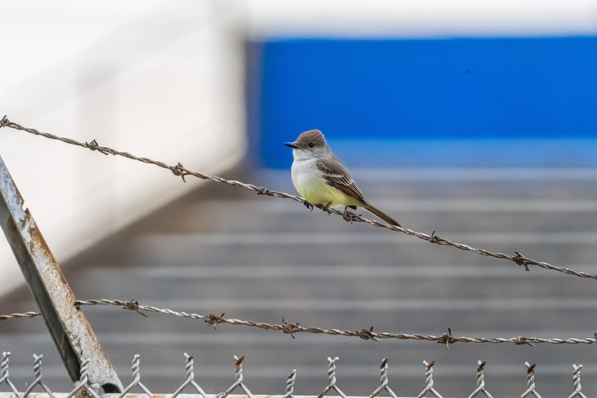 Ash-throated Flycatcher - ML644106423