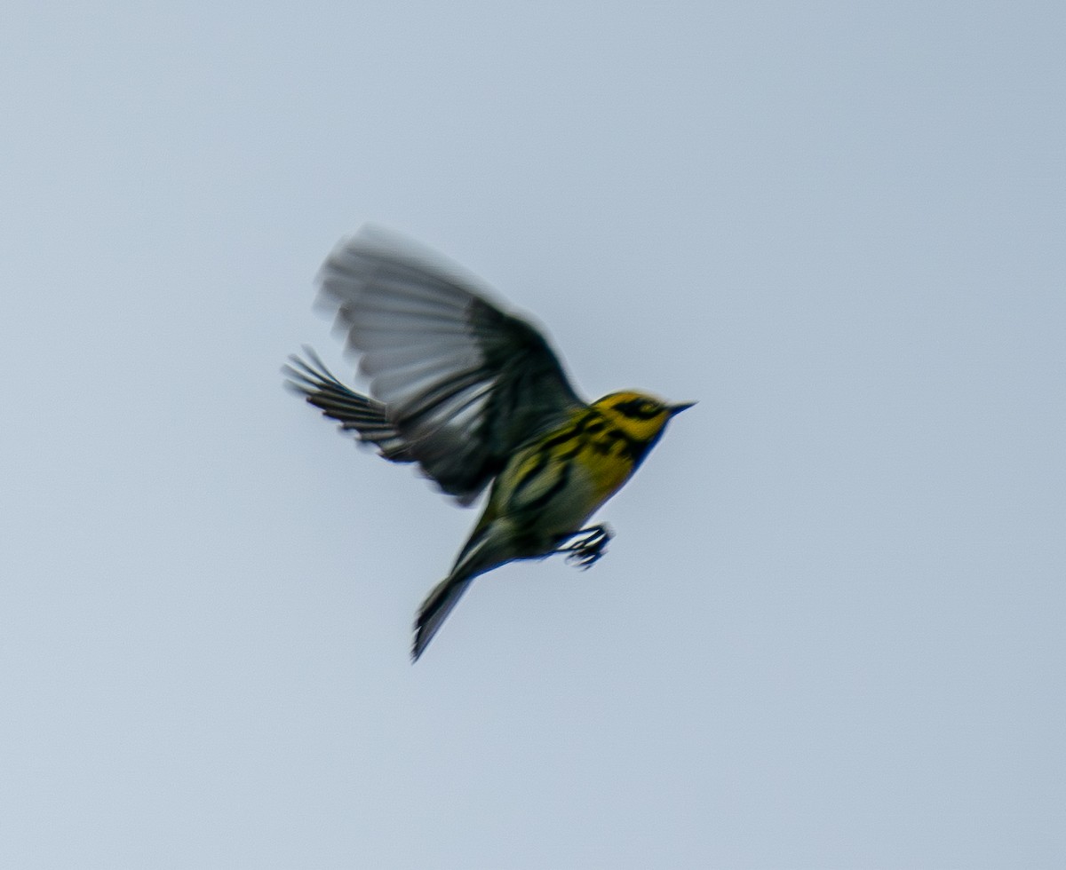 Townsend's Warbler - ML644106429